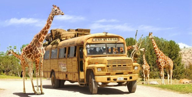 tour africam-safari puebla