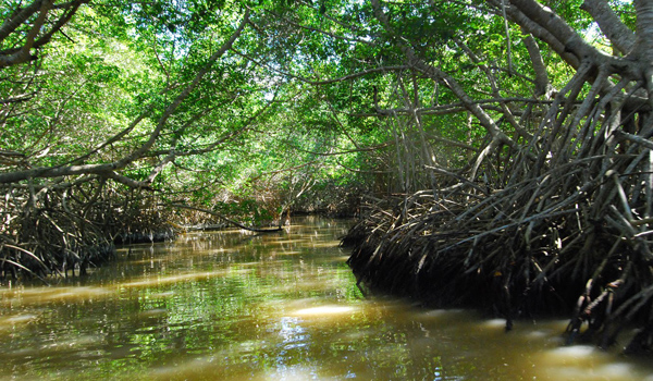 manglares celestun-yucatan
