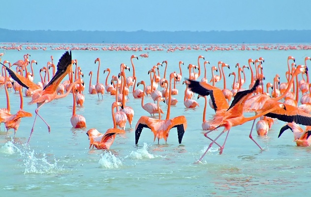 Tour a Celestún Yucatán: Entre Manglares y Flamingos
