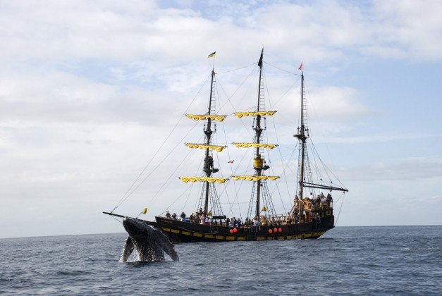 Barco Pirata en Los Cabos Ballena Gris