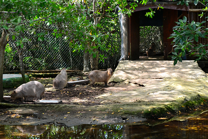 bel air animal park capibaras