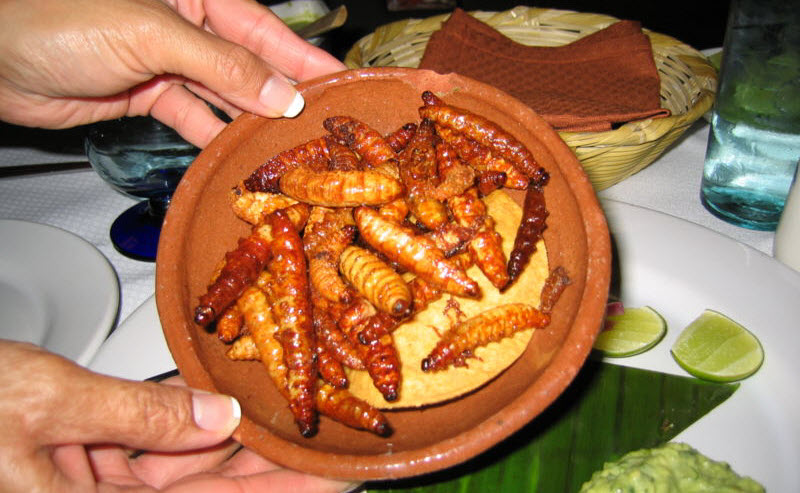 Insectos comida mexicana
