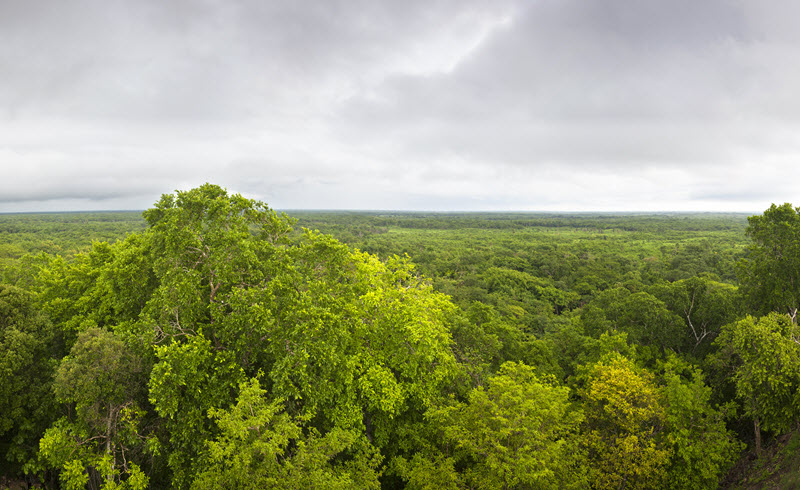 Selva de Yucatan