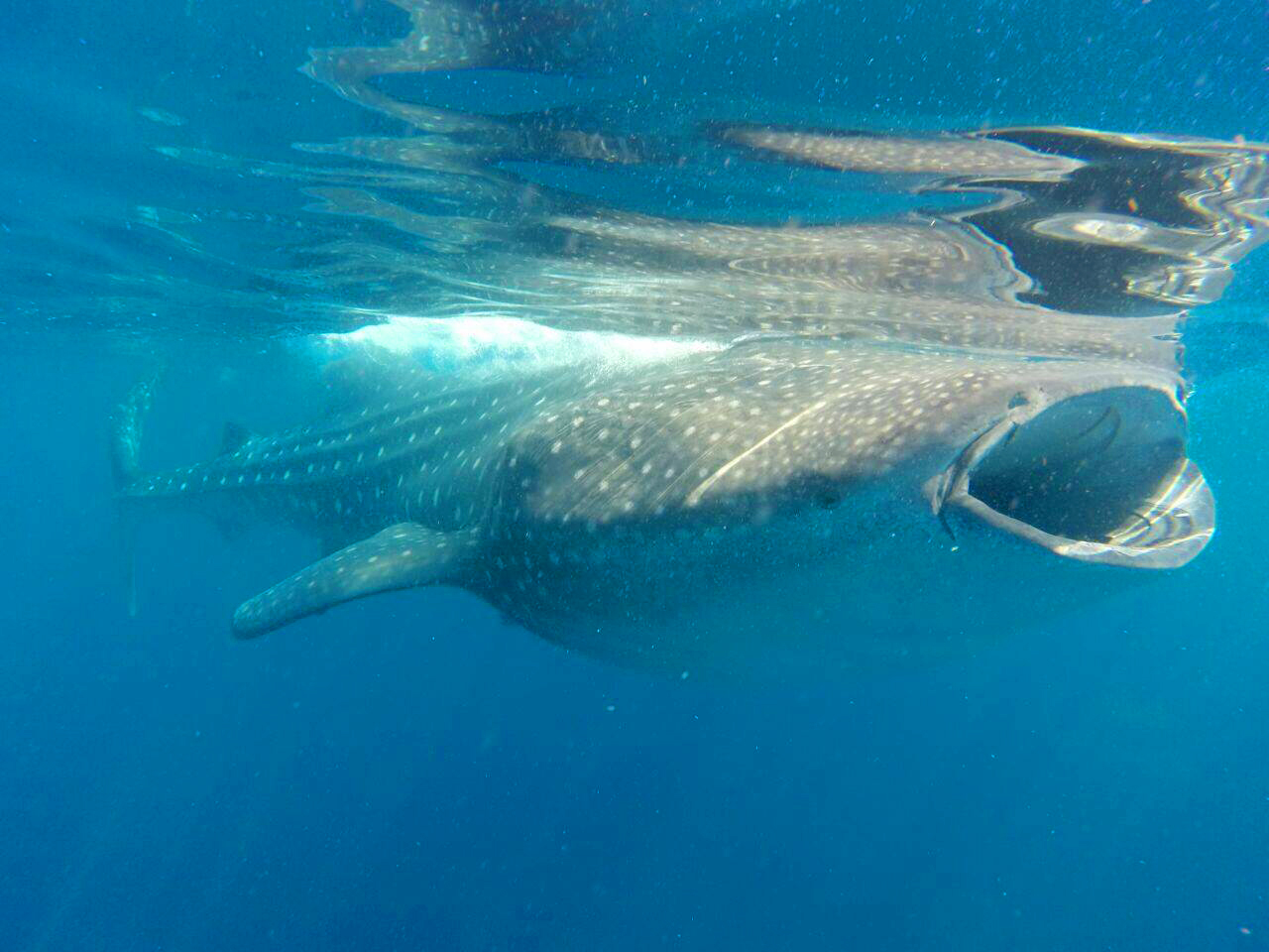 tiburon ballena grande