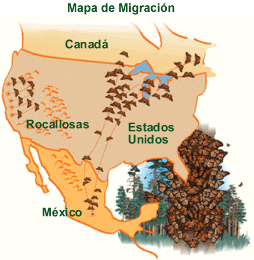 Migracion Mariposa Monarca