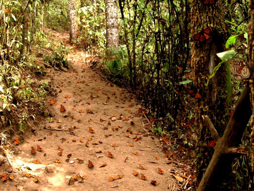 Santuario Mariposa Monarca