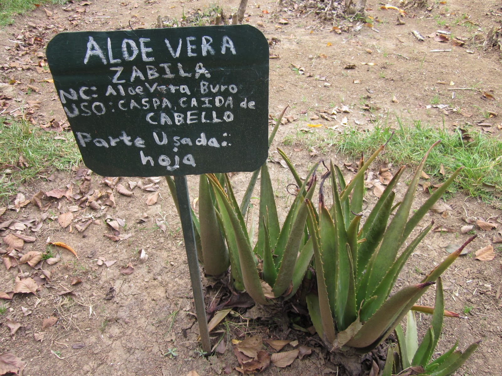 Aloe Vera Plantas Medicinales