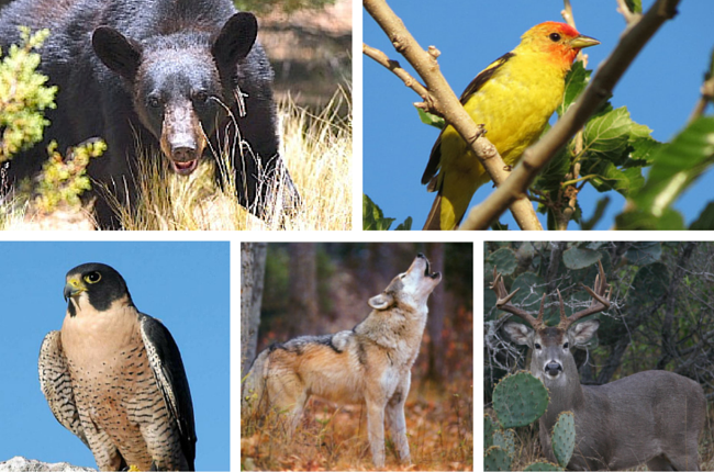 Flora Y Fauna De Coahuila | Images and Photos finder