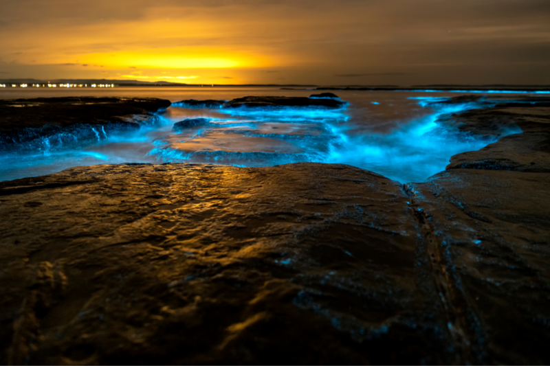 Bioluminescence