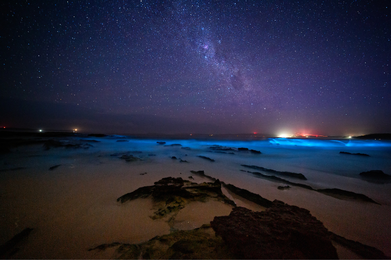 Bioluminescence in Mexico