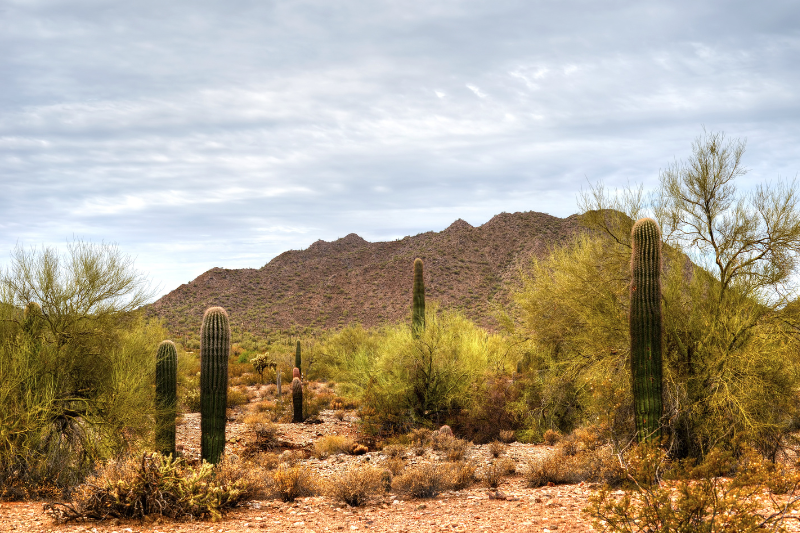 El Pinacate en Puerto Peñasco